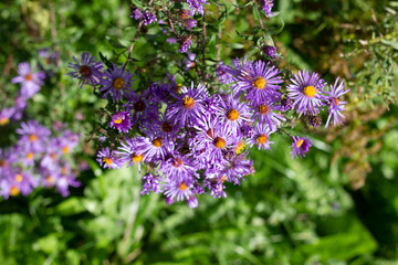 Small vibrant purple flowers with orange centers on a sunny fall day