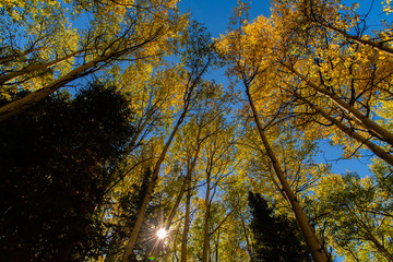 Beautiful Fall Colors in the Colorado Mountains