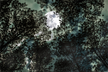 Silhouette of trees against sky and full moon over serenity nature background.