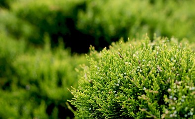 Cossack juniper ( lat. Juniperus sabina). Shearing of the junipe