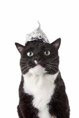 Cat in a tin foil hat looking up