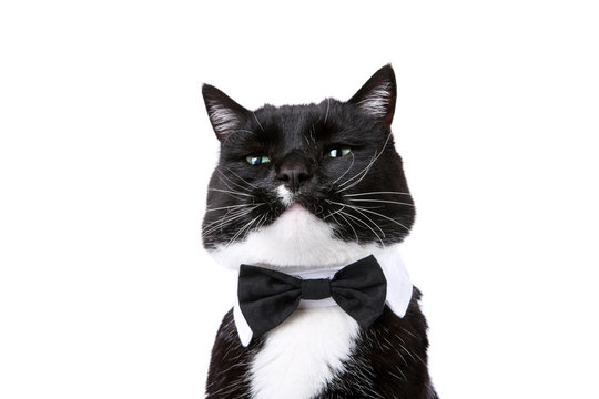 Black and white tuxedo cat in a bowtie isolated on white