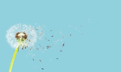Dandelion with blowing petals on blue background