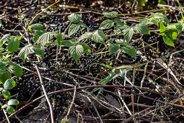 Wild Grape Vine Growing with Many Bunches of Small Purple Grapes and Green Leaves on a Sunny Day