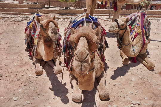 Close-Up Of Three Camels
