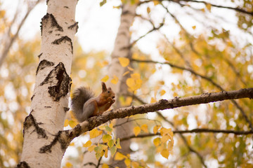 red squirrel sitting on a birch