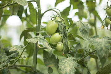 organic tomatoes