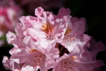 Rhododendronblüte