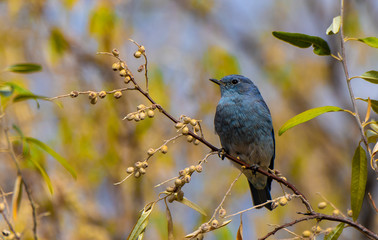 Mountain Bluebird Fledgling in a Russian Olive Tree 
