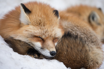 雪上のキツネ