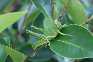 grasshopper on a leaf