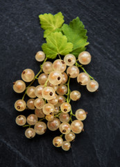 Yellow currant with green leaves