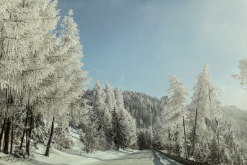 Morning on winter forest road, trees on the side lit by sun, covered by white rime frost.