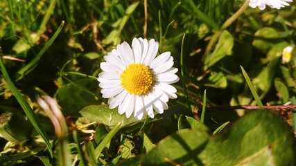 Obraz premium Sunny side up