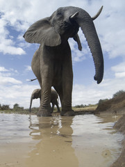 African Elephants 