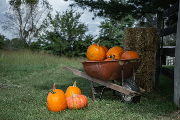 Wheelbarrow of pumpkins sitting in a farm field with bales of hay and straw.