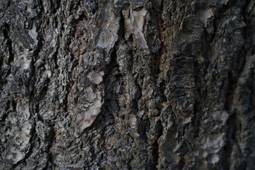 old tree bark