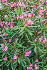 beautiful pink flowers on green leave background. vertical. nature. backdrop.