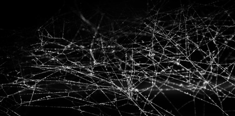 Spider web or cobweb on black background