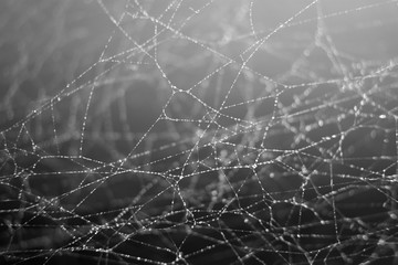 Spider web or cobweb with shiny water drops and bokeh