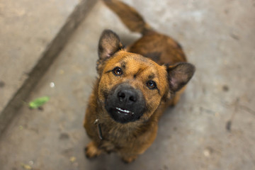 Red mongrel dog. Homeless animal. Furry pet. The guard at home. Friend of human. The dog is of medium breed. Wild animal. Rearing dogs. Friendly animal.