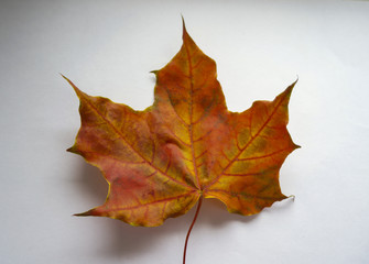 Autumn maple leaf on a white background. Canadian symbol. autumn leaf of maple.