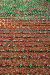 Agricultural plants in rows with watering pipes. field with crops growing. View from above, arial view. Vertical