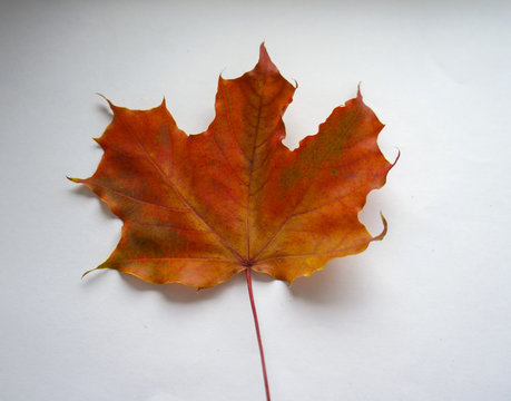 Autumn maple leaf on a white background. Canadian symbol. autumn leaf of maple.