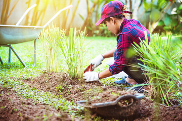 Asian women. Dig into soil the vegetable garden. plant lemon grass in vegetable plots.