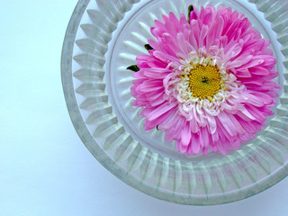 Pink flower floats in a vase