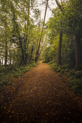 Trees and fallen leaves in English woodland