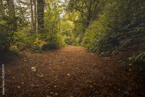 Trees And Fallen Leaves In English Woodland Stock Photo And - 