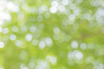 Obraz premium Blurred park with bokeh background / Blurred nature background / green and white background from tree in sun light.