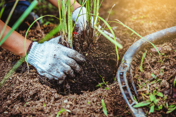 Asian women being dig the ground Planting lemongrass. Vegetable kitchen garden.