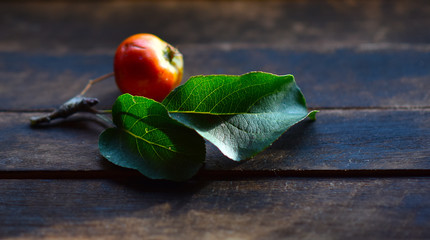 Paradise apples on a branch with green leaves
