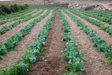 Fototapeta na wymiar Agricultural plants in rows. Field with crops growing. View from above, upper view. Cauliflower and Cabbage Crops field. soil. Plantation. Horizontal