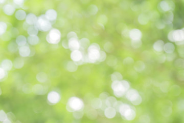 Fototapeta na wymiar green bokeh / bokeh from tree / Blurred nature background / green and white background from tree in sun light.