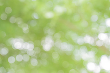 Obraz premium zielony bokeh / bokeh z drzewa / niewyraźne tło natury / zielone i białe tło z drzewa w świetle słonecznym.