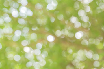 Obraz premium green bokeh / bokeh from tree / Blurred nature background / green and white background from tree in sun light.