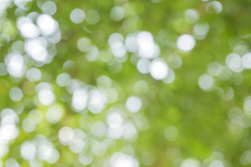 Obraz premium green bokeh / bokeh from tree / Blurred nature background / green and white background from tree in sun light.