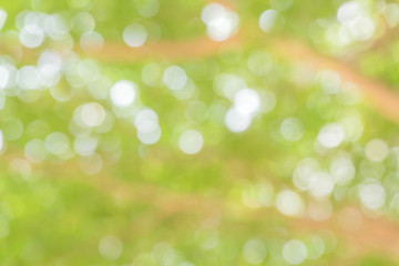 green bokeh / bokeh from tree / Blurred nature background / green and white background from tree in sun light.