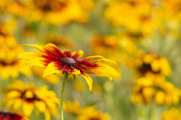 Rudbeckia flower in nature