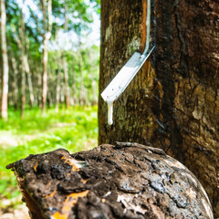 drop Coagulate of rubber