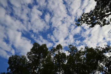 うろこ雲が広がる秋の空