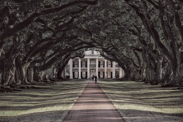 Obraz premium oak Alley