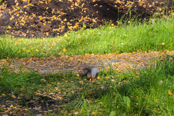 Белка и орех