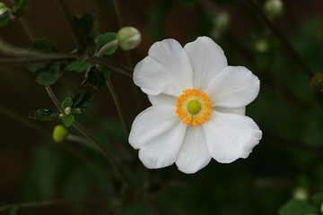 秋明菊