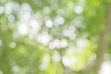 Blurred park with bokeh background / Blurred nature background / green and white background from tree in sun light.