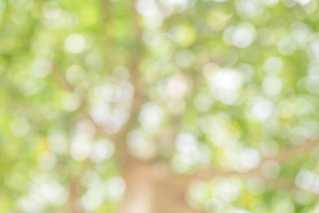 Obraz premium Blurred park with bokeh background / Blurred nature background / green and white background from tree in sun light.