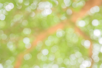 Obraz premium Blurred park with bokeh background / Blurred nature background / green and white background from tree in sun light.